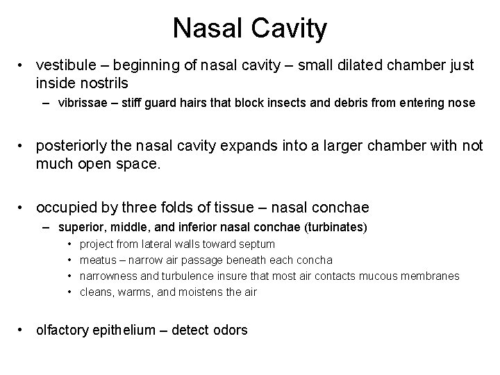 Nasal Cavity • vestibule – beginning of nasal cavity – small dilated chamber just