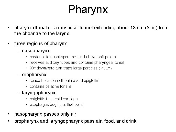 Pharynx • pharynx (throat) – a muscular funnel extending about 13 cm (5 in.