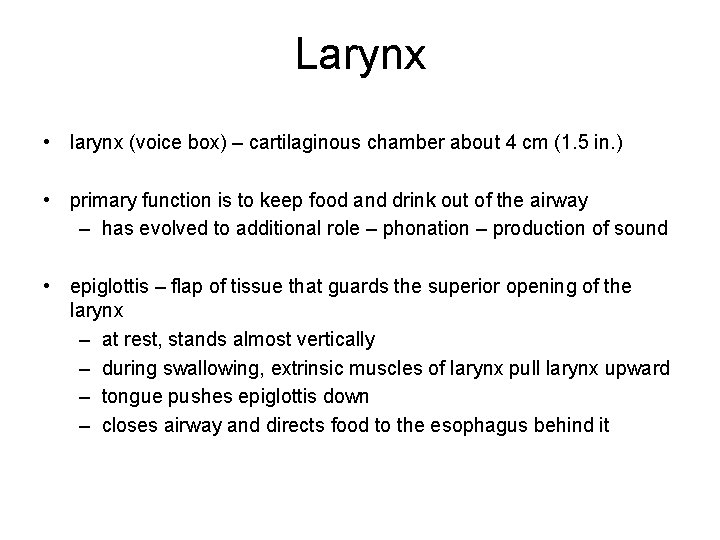 Larynx • larynx (voice box) – cartilaginous chamber about 4 cm (1. 5 in.