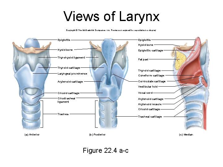 Views of Larynx Copyright © The Mc. Graw-Hill Companies, Inc. Permission required for reproduction