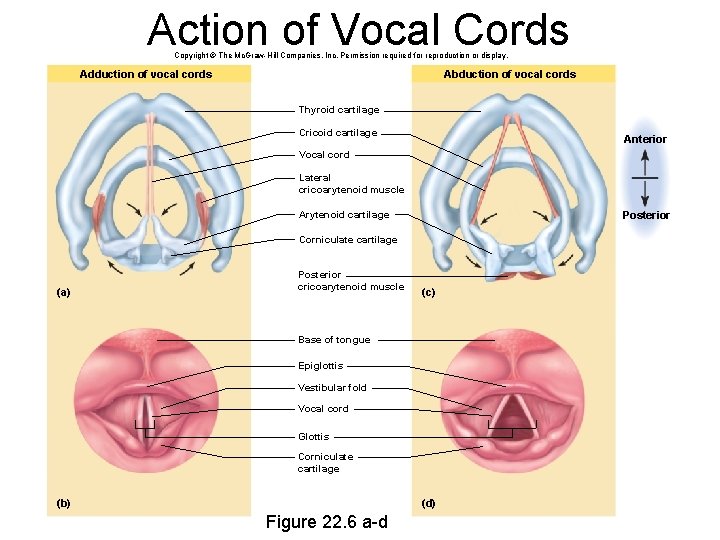 Action of Vocal Cords Copyright © The Mc. Graw-Hill Companies, Inc. Permission required for