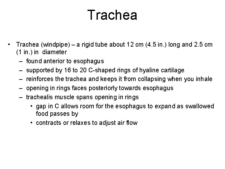 Trachea • Trachea (windpipe) – a rigid tube about 12 cm (4. 5 in.