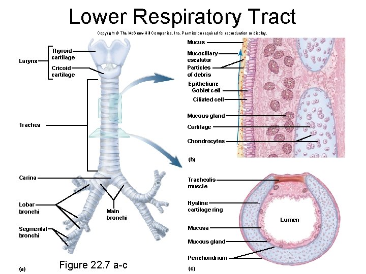 Lower Respiratory Tract Copyright © The Mc. Graw-Hill Companies, Inc. Permission required for reproduction