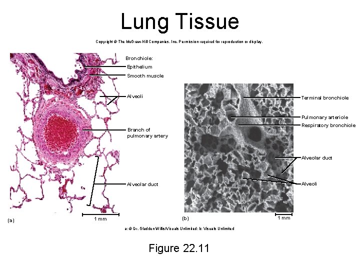 Lung Tissue Copyright © The Mc. Graw-Hill Companies, Inc. Permission required for reproduction or