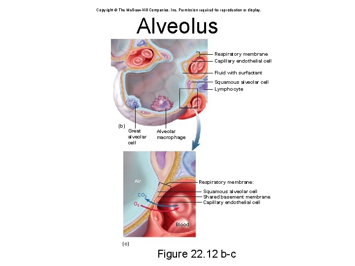 Copyright © The Mc. Graw-Hill Companies, Inc. Permission required for reproduction or display. Alveolus