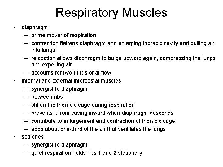 Respiratory Muscles • • • diaphragm – prime mover of respiration – contraction flattens