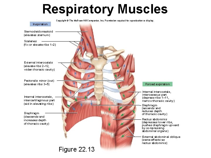 Respiratory Muscles Copyright © The Mc. Graw-Hill Companies, Inc. Permission required for reproduction or