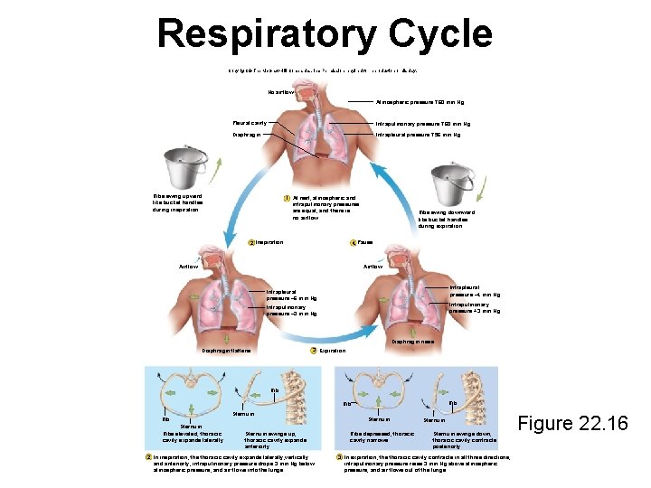 Respiratory Cycle Copyright © The Mc. Graw-Hill Companies, Inc. Permission required for reproduction or