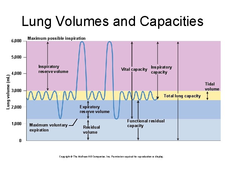 Lung Volumes and Capacities 6, 000 Maximum possible inspiration Lung volume (m. L) 5,