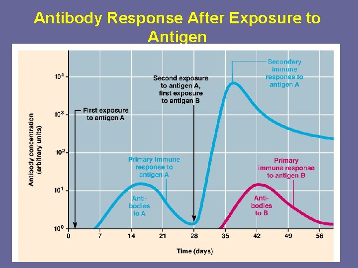 Antibody Response After Exposure to Antigen 