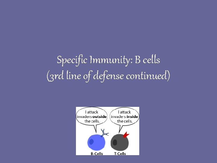 Specific Immunity: B cells (3 rd line of defense continued) 