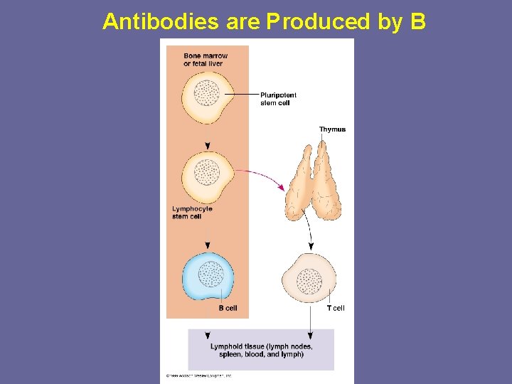 Antibodies are Produced by B Lymphocytes 