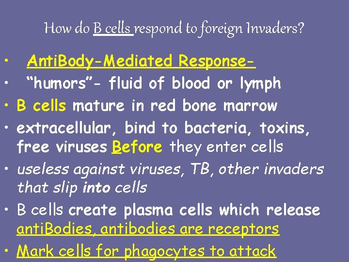 How do B cells respond to foreign Invaders? • Anti. Body-Mediated Response • “humors”-