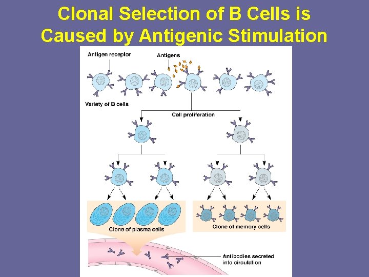 Clonal Selection of B Cells is Caused by Antigenic Stimulation 
