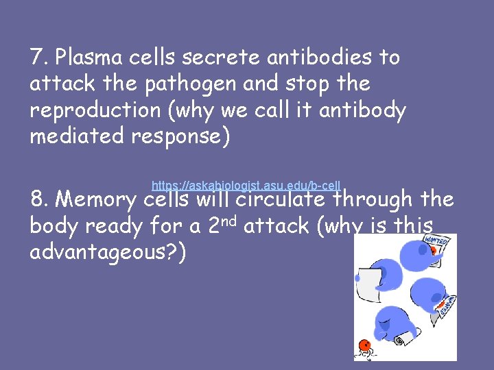 7. Plasma cells secrete antibodies to attack the pathogen and stop the reproduction (why