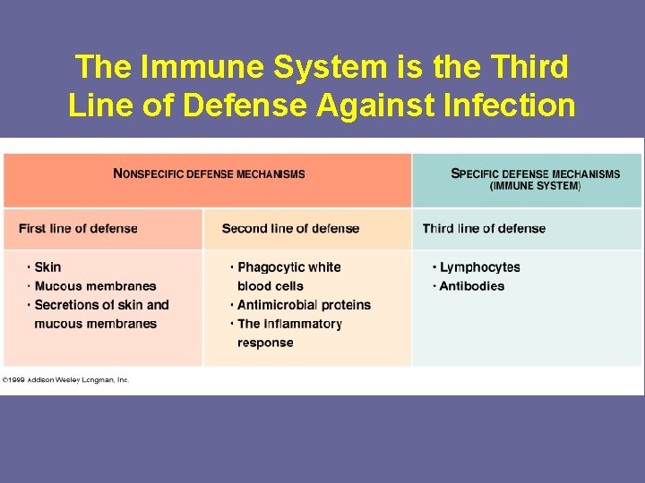 The Immune System is the Third Line of Defense Against Infection 