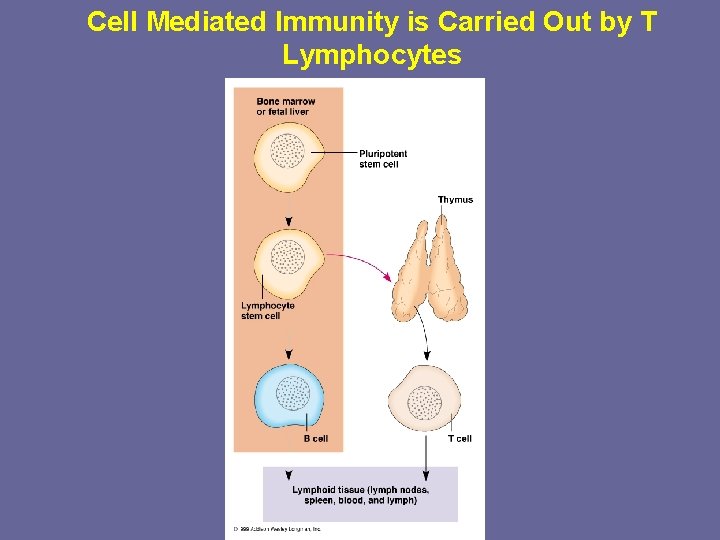 Cell Mediated Immunity is Carried Out by T Lymphocytes 