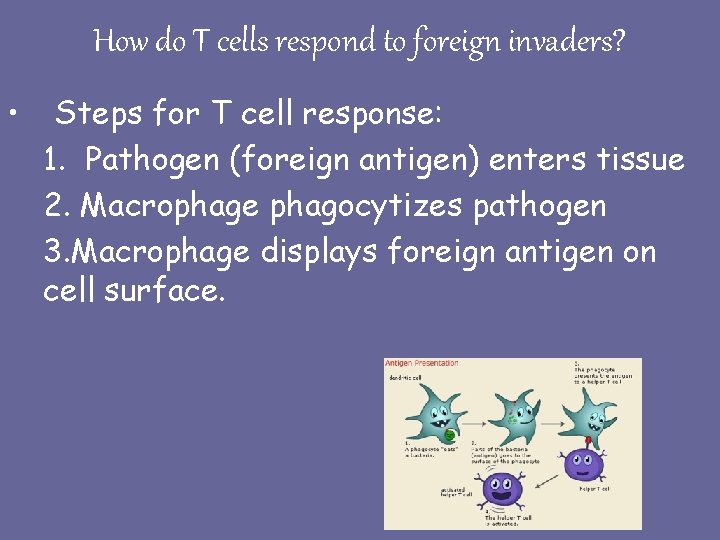 How do T cells respond to foreign invaders? • Steps for T cell response: