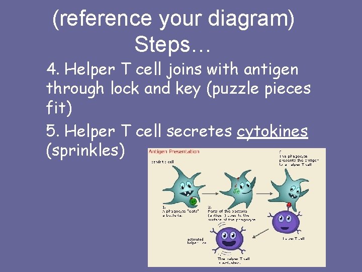 (reference your diagram) Steps… 4. Helper T cell joins with antigen through lock and