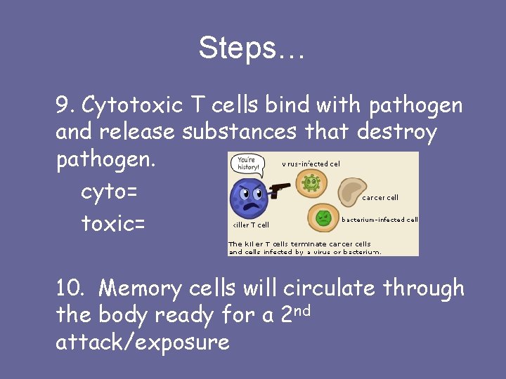 Steps… 9. Cytotoxic T cells bind with pathogen and release substances that destroy pathogen.