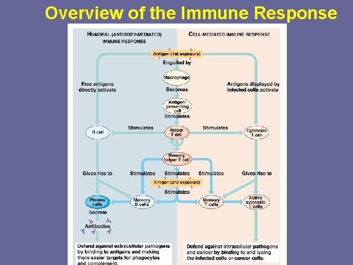Overview of the Immune Response 