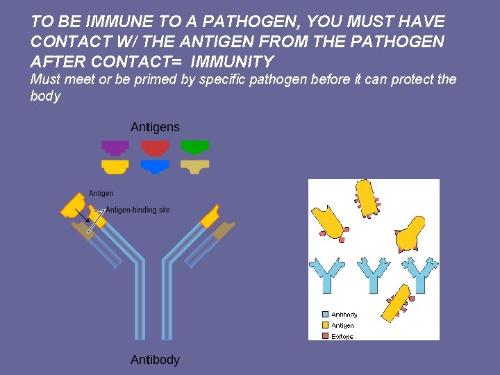 TO BE IMMUNE TO A PATHOGEN, YOU MUST HAVE CONTACT W/ THE ANTIGEN FROM
