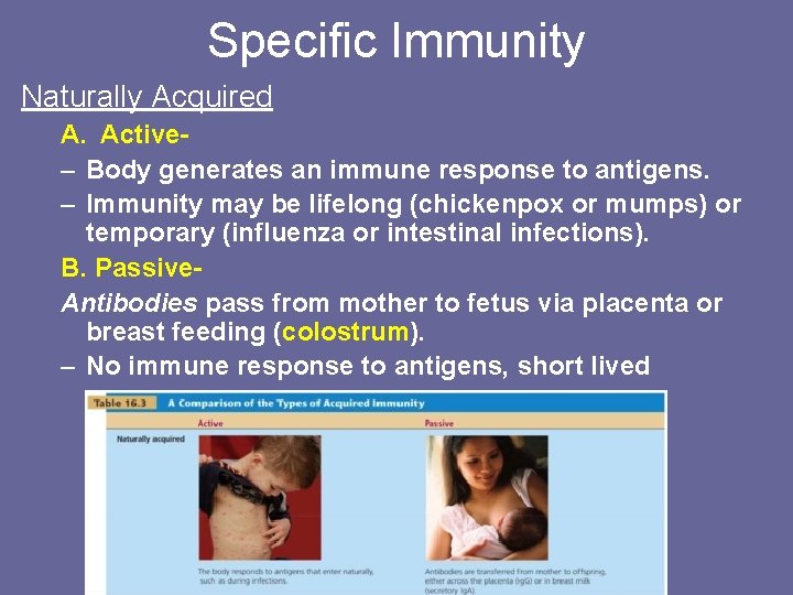 Specific Immunity Naturally Acquired A. Active– Body generates an immune response to antigens. –