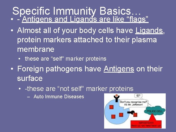 Specific Immunity Basics… • - Antigens and Ligands are like “flags” • Almost all