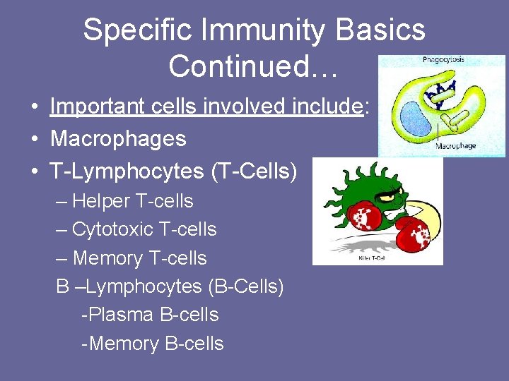 Specific Immunity Basics Continued… • Important cells involved include: • Macrophages • T-Lymphocytes (T-Cells)