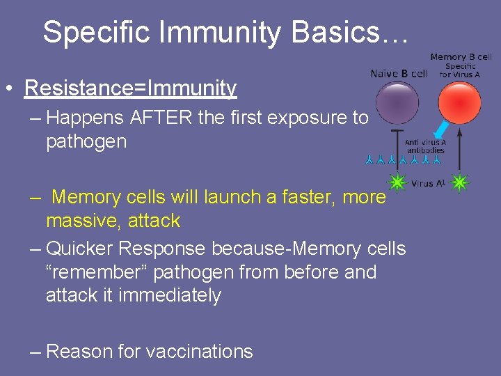 Specific Immunity Basics… • Resistance=Immunity – Happens AFTER the first exposure to pathogen –