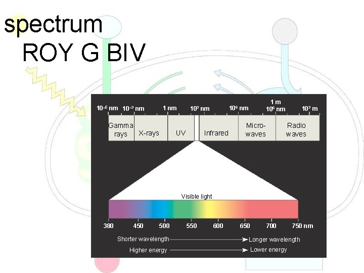spectrum ROY G BIV 10– 5 nm 10– 3 nm 1 nm Gamma X-rays