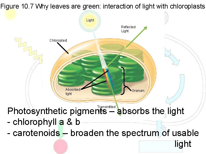 Figure 10. 7 Why leaves are green: interaction of light with chloroplasts Light Reflected