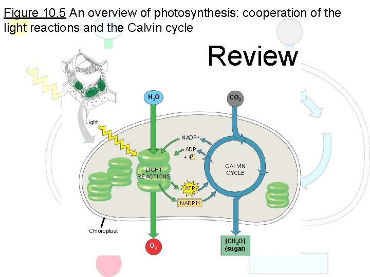 Figure 10. 5 An overview of photosynthesis: cooperation of the light reactions and the