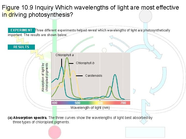 Figure 10. 9 Inquiry Which wavelengths of light are most effective in driving photosynthesis?