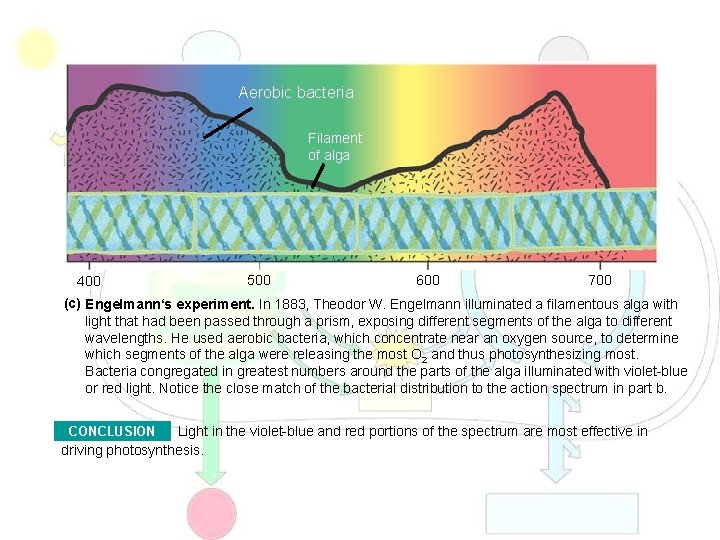 Aerobic bacteria Filament of alga 400 500 600 700 (c) Engelmann‘s experiment. In 1883,