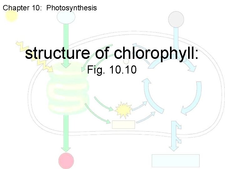 Chapter 10: Photosynthesis structure of chlorophyll: Fig. 10 