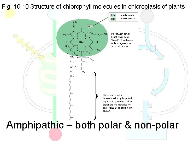 Fig. 10 Structure of chlorophyll molecules in chloroplasts of plants CH 3 in chlorophyll