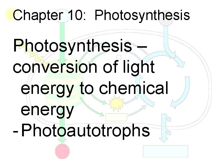 Chapter 10: Photosynthesis – conversion of light energy to chemical energy - Photoautotrophs 