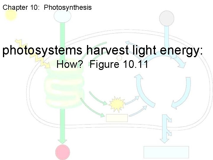 Chapter 10: Photosynthesis photosystems harvest light energy: How? Figure 10. 11 