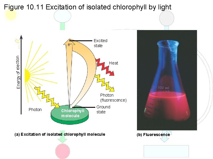 Figure 10. 11 Excitation of isolated chlorophyll by light Excited state Energy of election