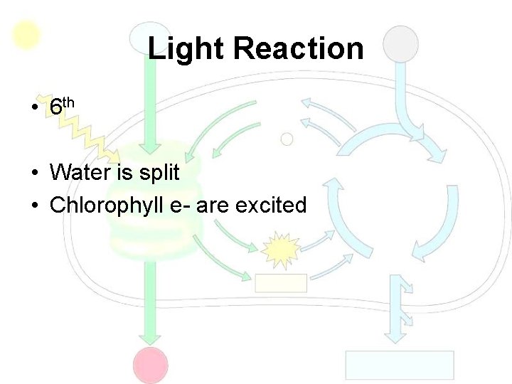 Light Reaction • 6 th • Water is split • Chlorophyll e- are excited