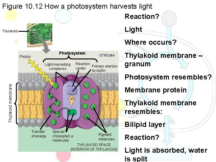 Figure 10. 12 How a photosystem harvests light Reaction? Light Thylakoid Where occurs? Photosystem