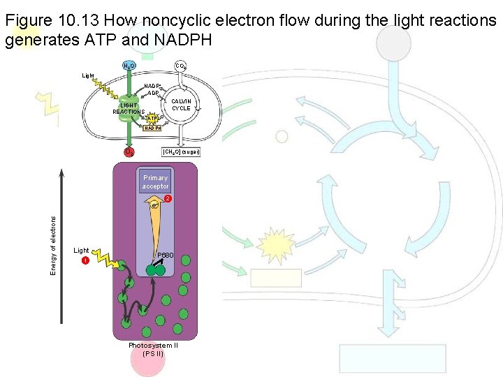 Figure 10. 13 How noncyclic electron flow during the light reactions generates ATP and