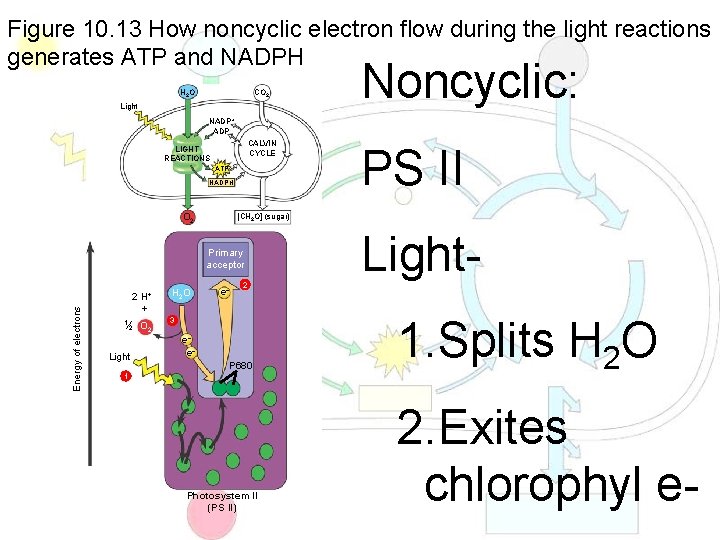 Figure 10. 13 How noncyclic electron flow during the light reactions generates ATP and