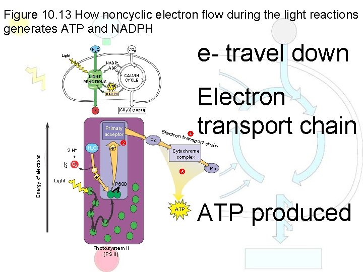 Figure 10. 13 How noncyclic electron flow during the light reactions generates ATP and