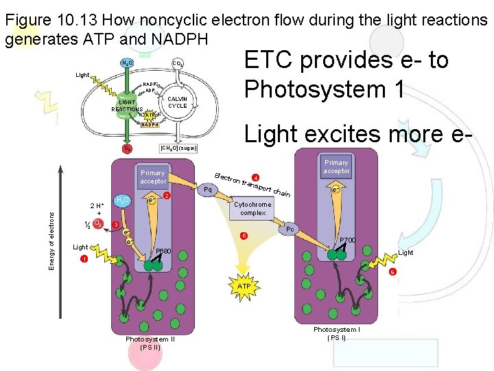 Figure 10. 13 How noncyclic electron flow during the light reactions generates ATP and