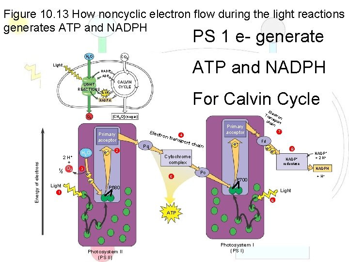 Figure 10. 13 How noncyclic electron flow during the light reactions generates ATP and