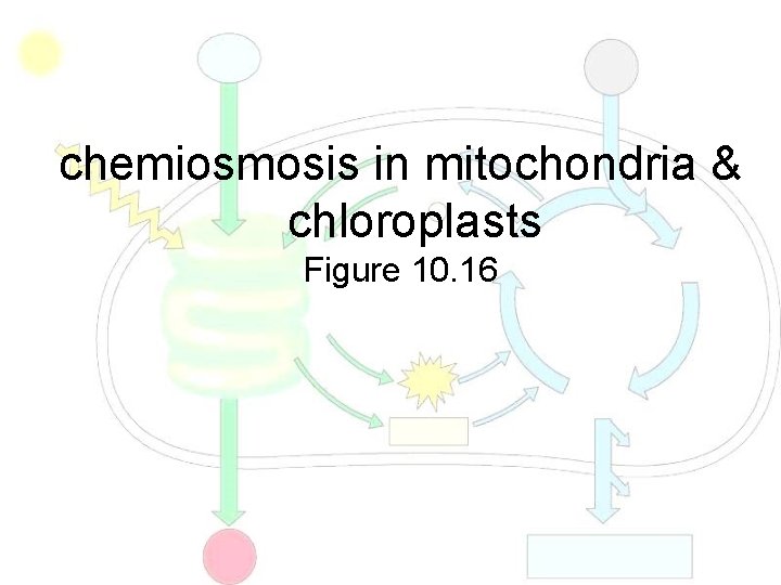 chemiosmosis in mitochondria & chloroplasts Figure 10. 16 