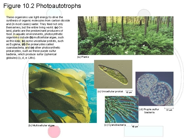 Figure 10. 2 Photoautotrophs These organisms use light energy to drive the synthesis of