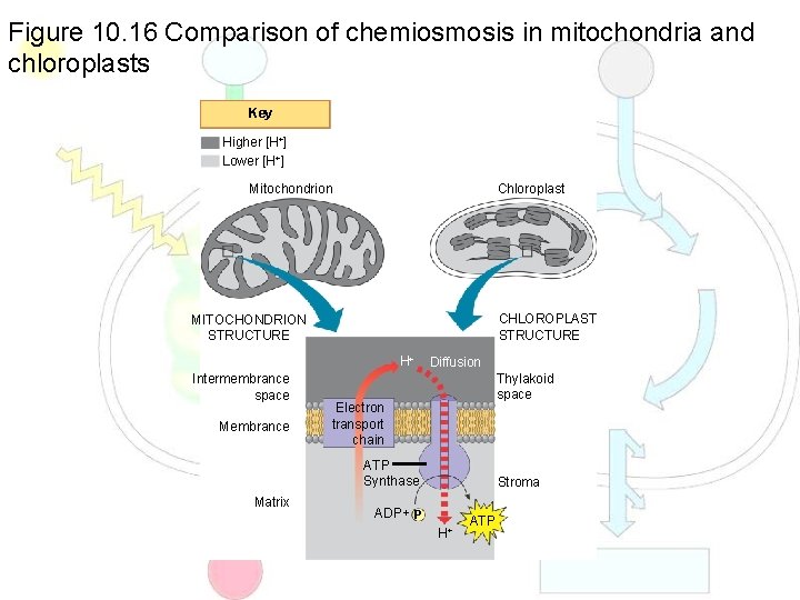 Figure 10. 16 Comparison of chemiosmosis in mitochondria and chloroplasts Key Higher [H+] Lower